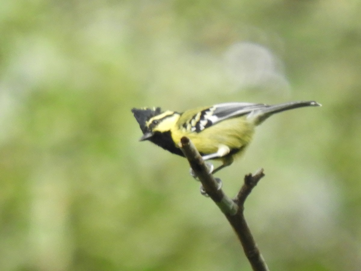 Himalayan Black-lored Tit - ML647045538