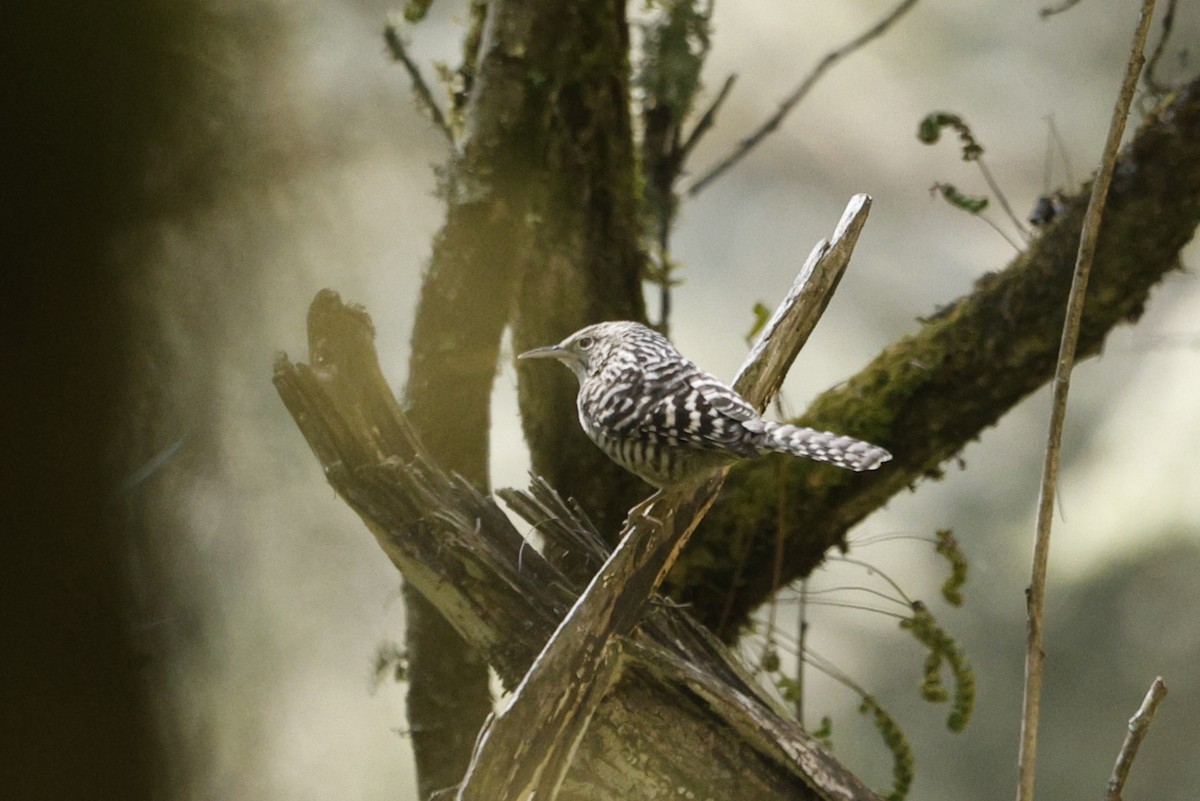 シマサボテンミソサザイ - ML647045546