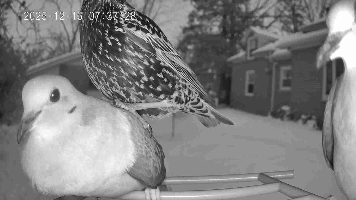 European Starling - ML647045548