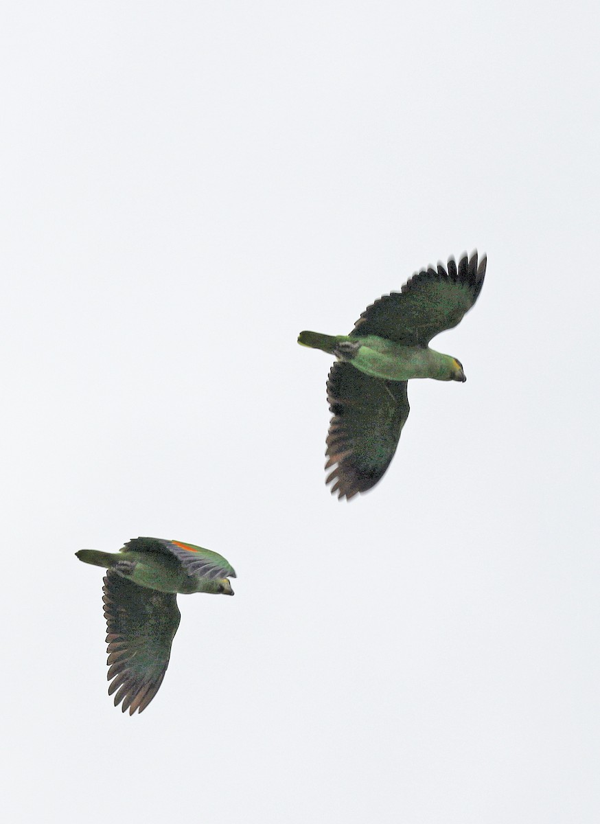 Orange-winged Amazon - ML647045552