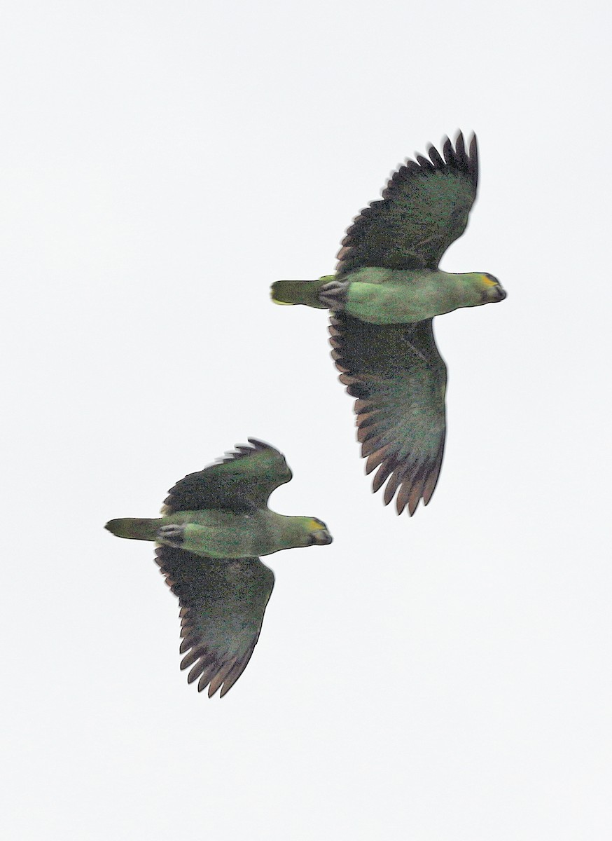 Orange-winged Amazon - ML647045553