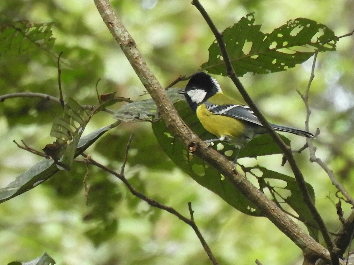 Bergkohlmeise - ML647045554