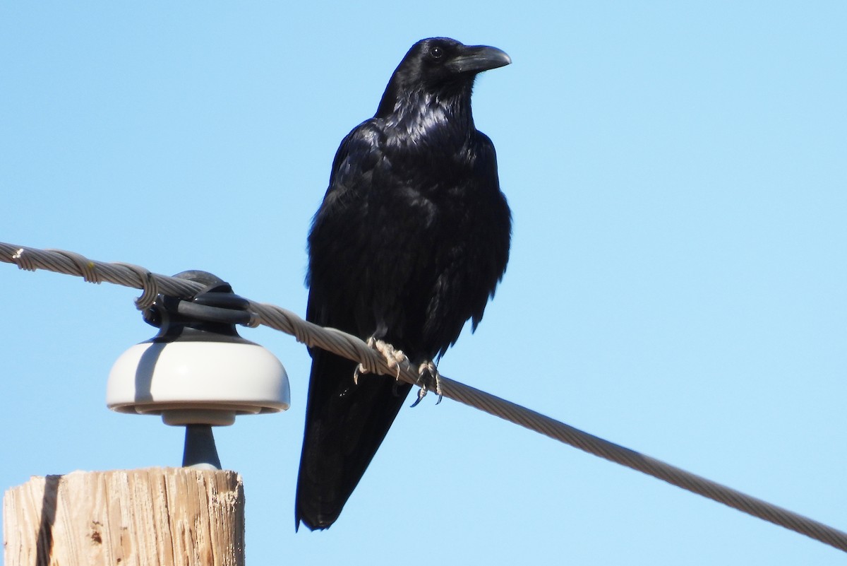 Chihuahuan Raven - ML647045555