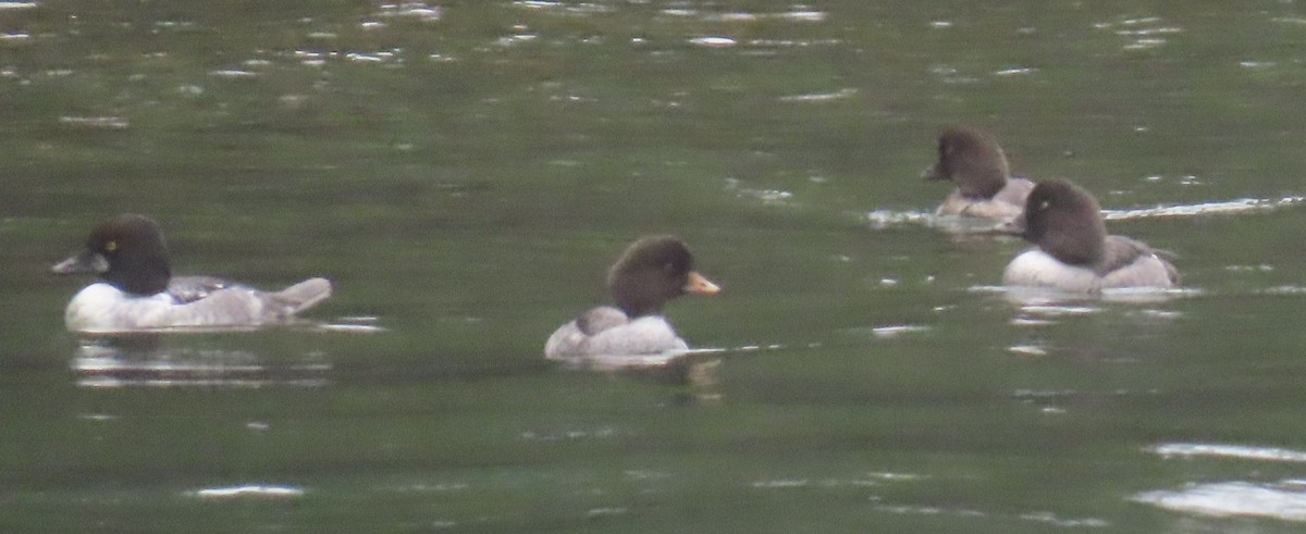 キタホオジロガモ - ML647045570