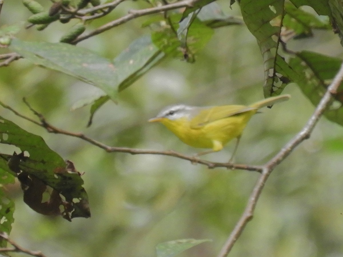 Gray-hooded Warbler - ML647045571