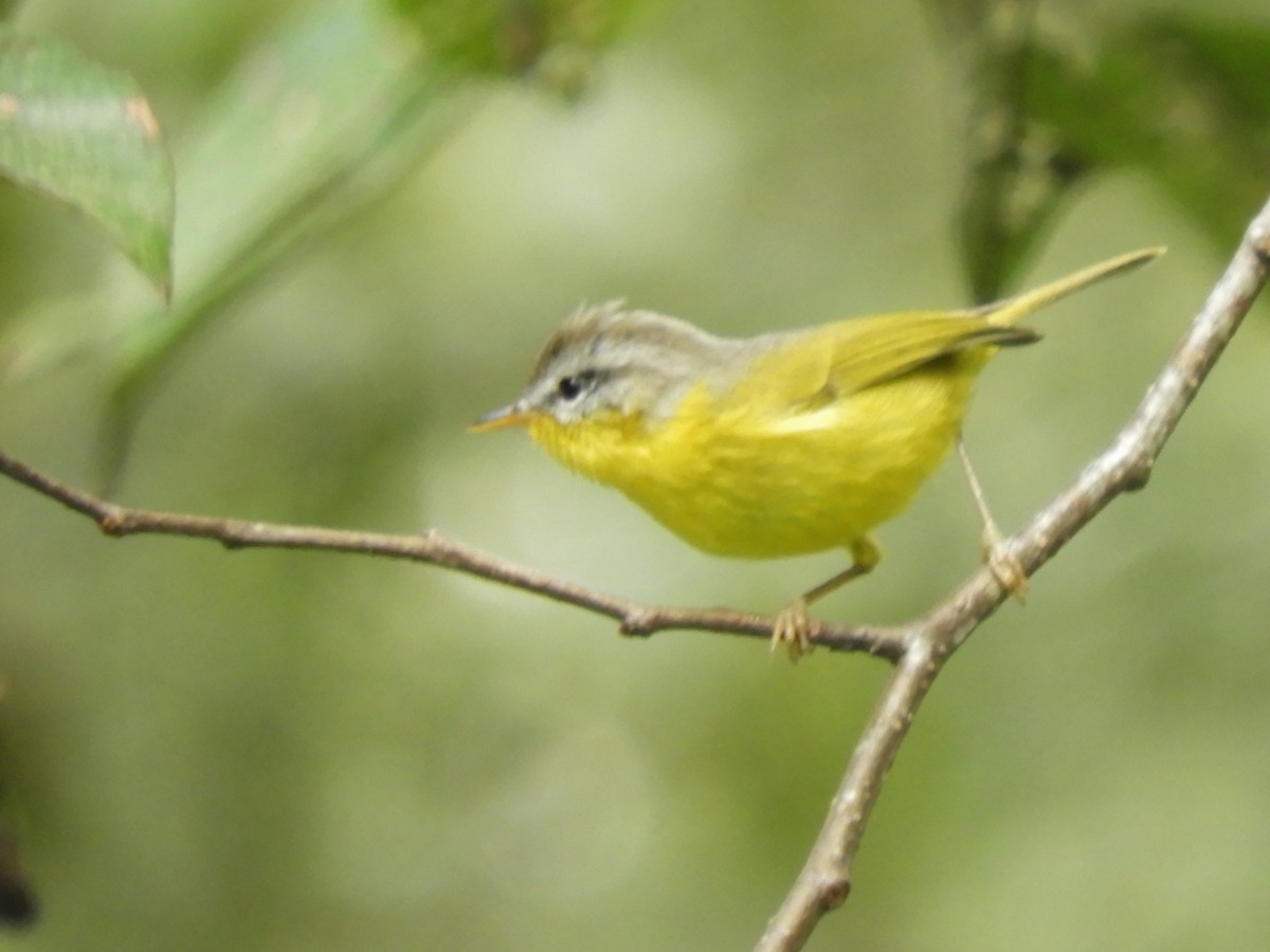 Gray-hooded Warbler - ML647045572