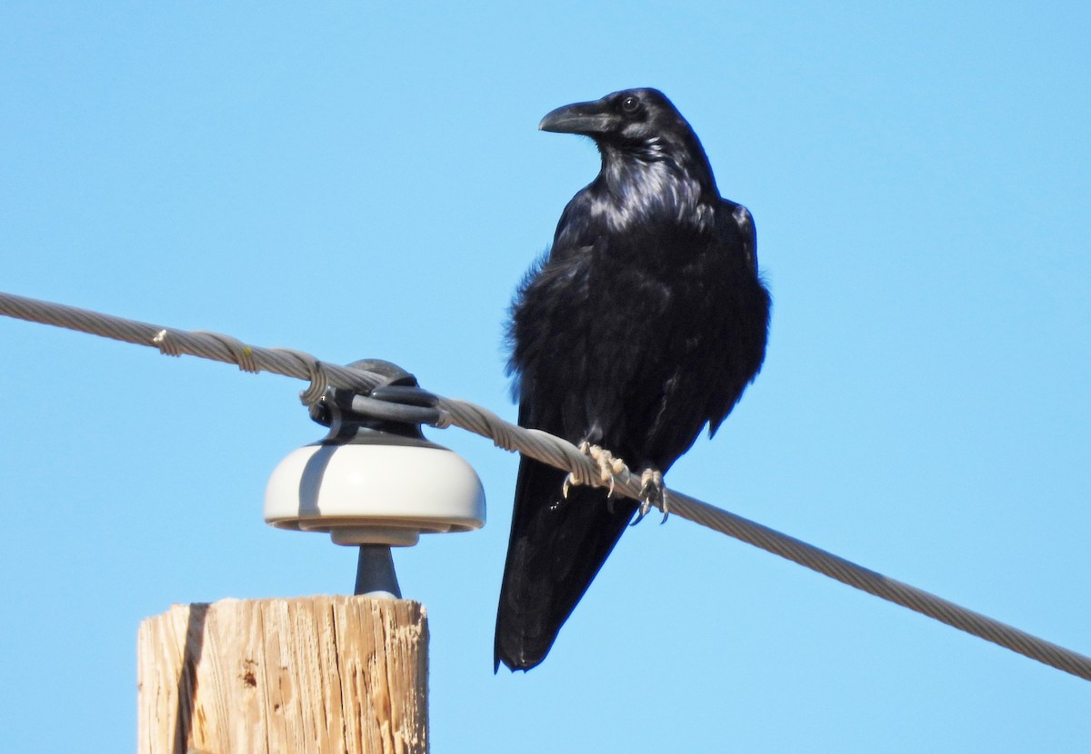 Chihuahuan Raven - ML647045575