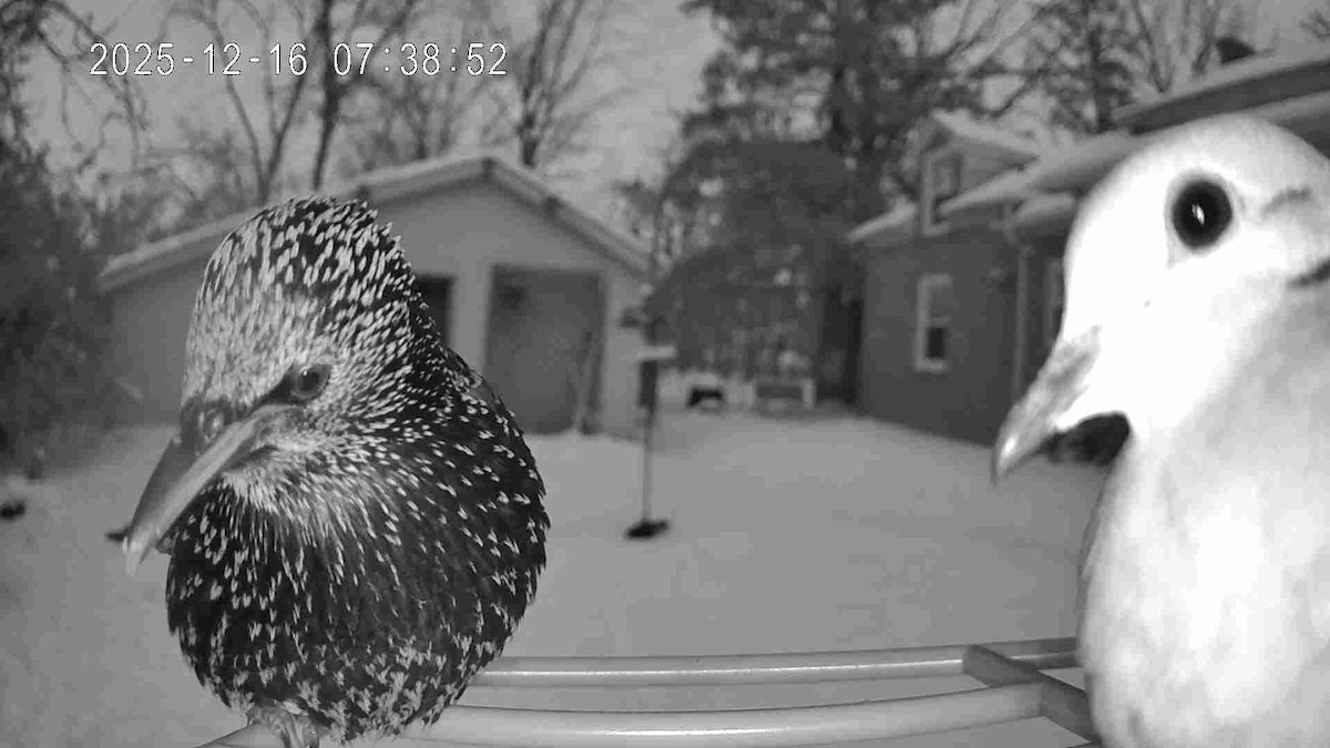 European Starling - ML647045577