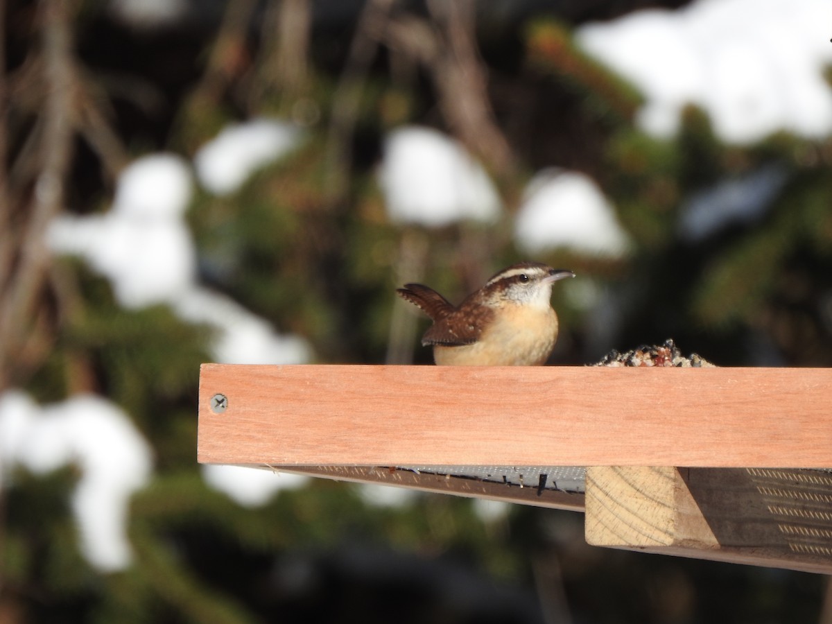 Carolina Wren - ML647045578
