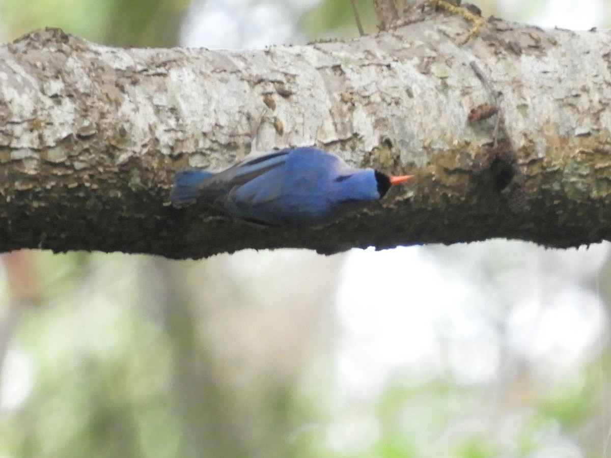 Velvet-fronted Nuthatch - ML647045585