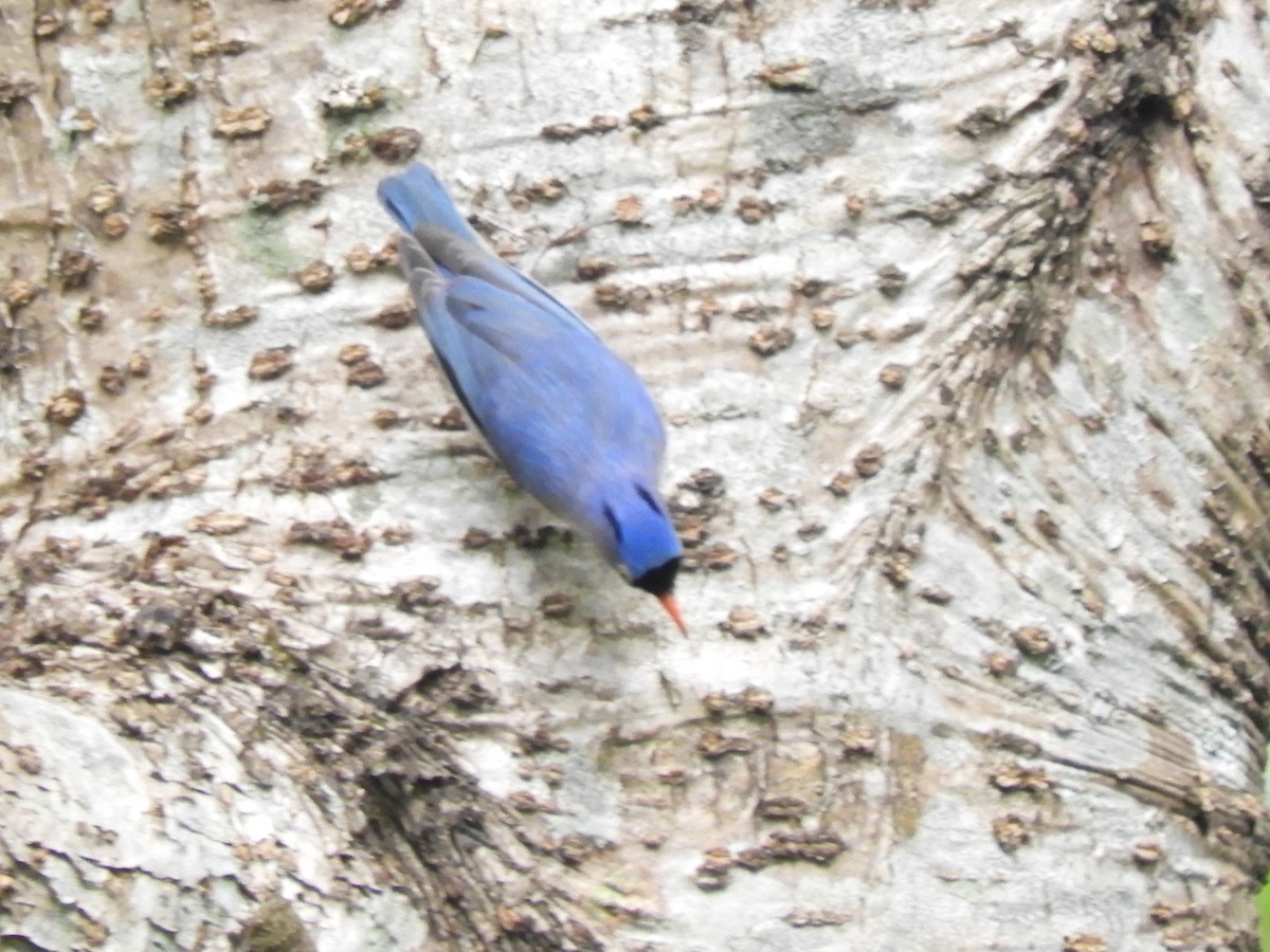 Velvet-fronted Nuthatch - ML647045586