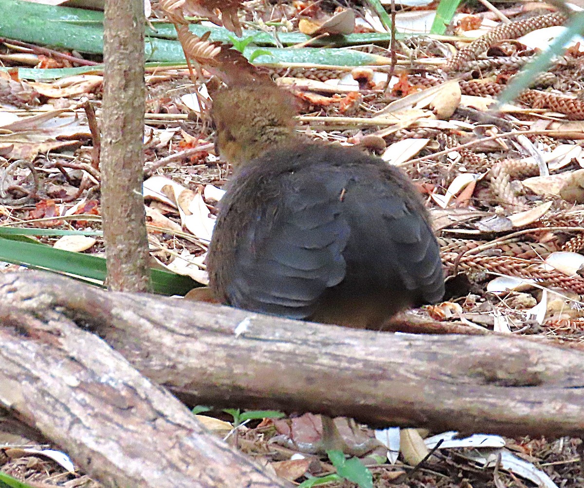 Australian Brushturkey - ML647045588