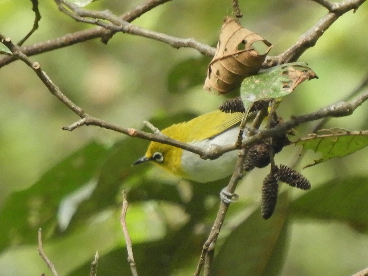 Indian White-eye - ML647045595