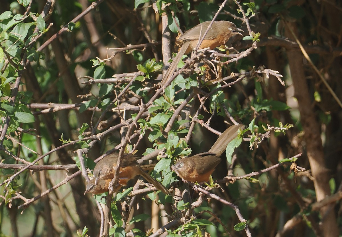 Rufous Chatterer - ML647045597