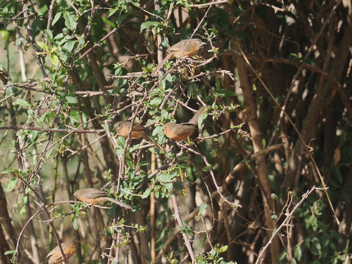 Rufous Chatterer - ML647045605