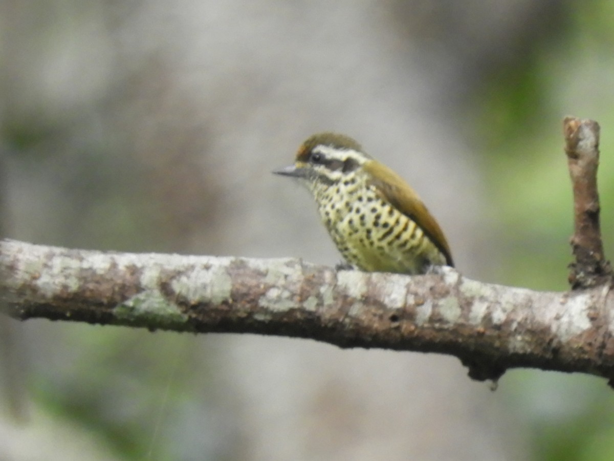 Speckled Piculet - ML647045612