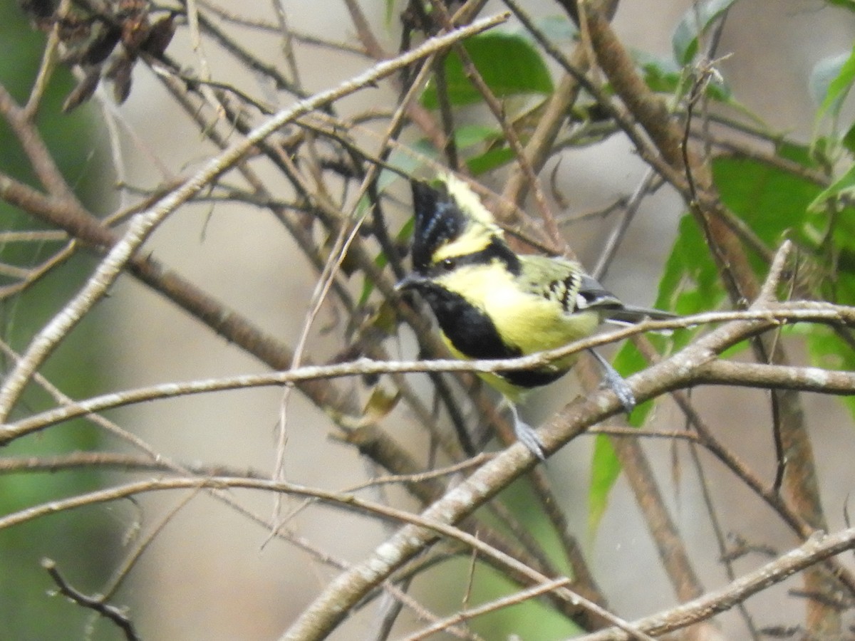 Himalayan Black-lored Tit - ML647045613