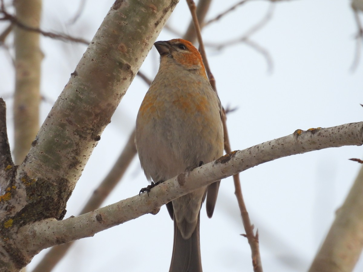 פתיאלי אורנים - ML647045616