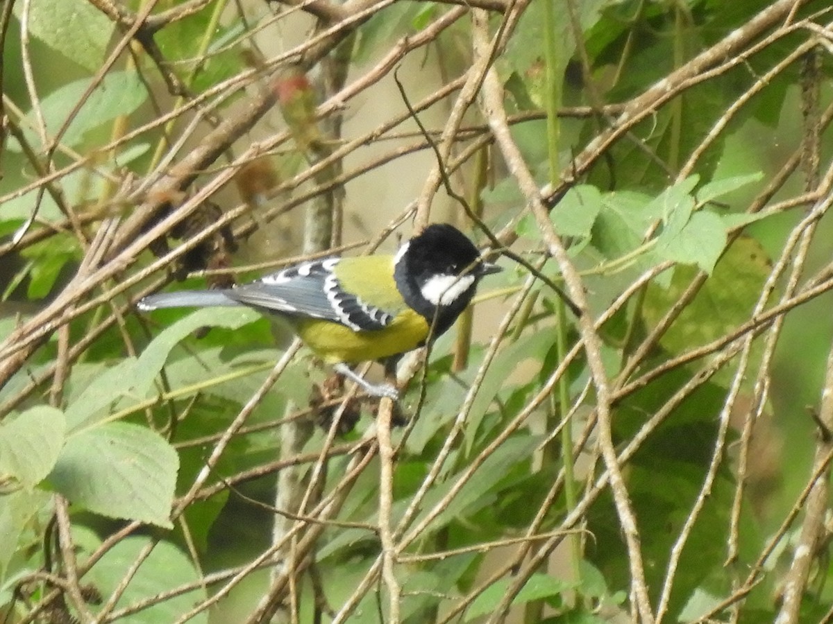 Bergkohlmeise - ML647045618