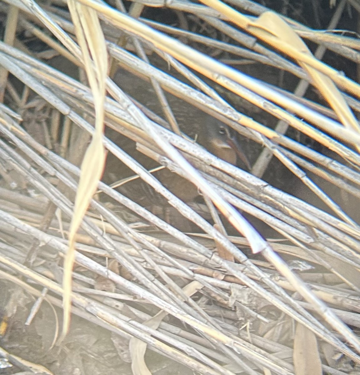 Пастушок віргінський - ML647045626