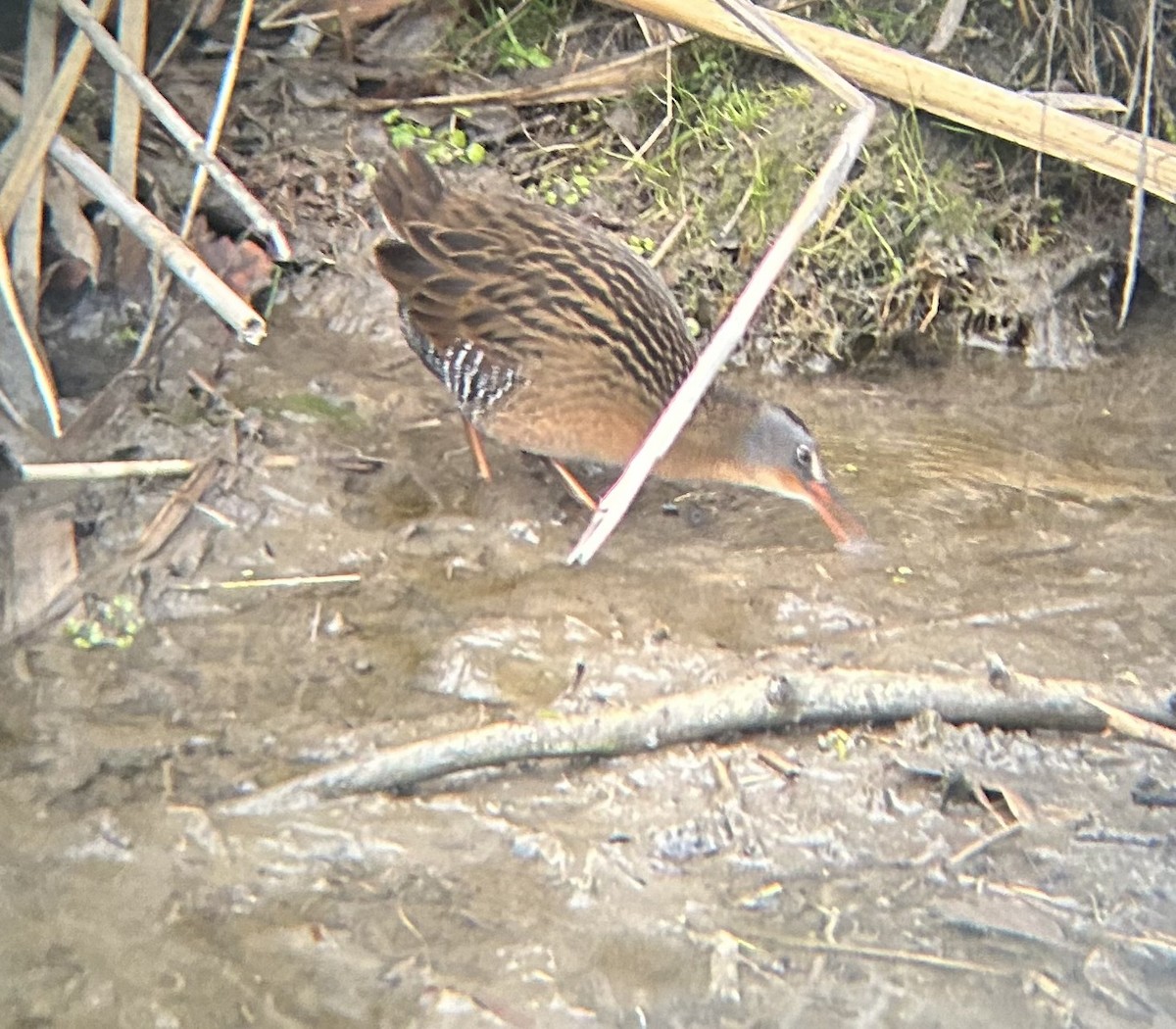 Пастушок віргінський - ML647045627