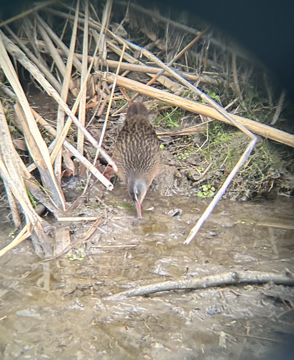 Пастушок віргінський - ML647045628