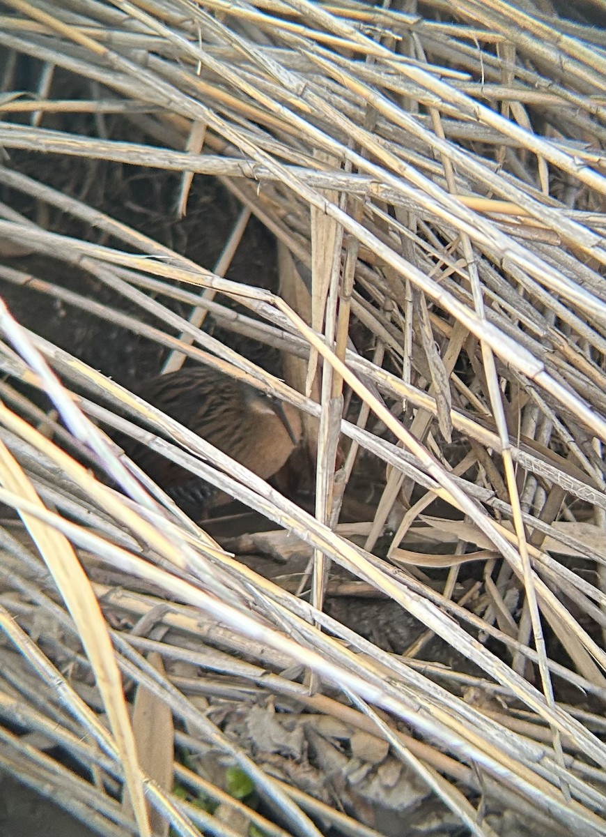 Пастушок віргінський - ML647045629