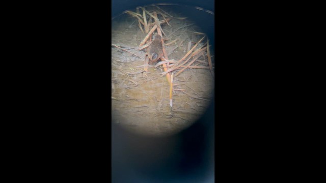 Virginia Rail - ML647045631