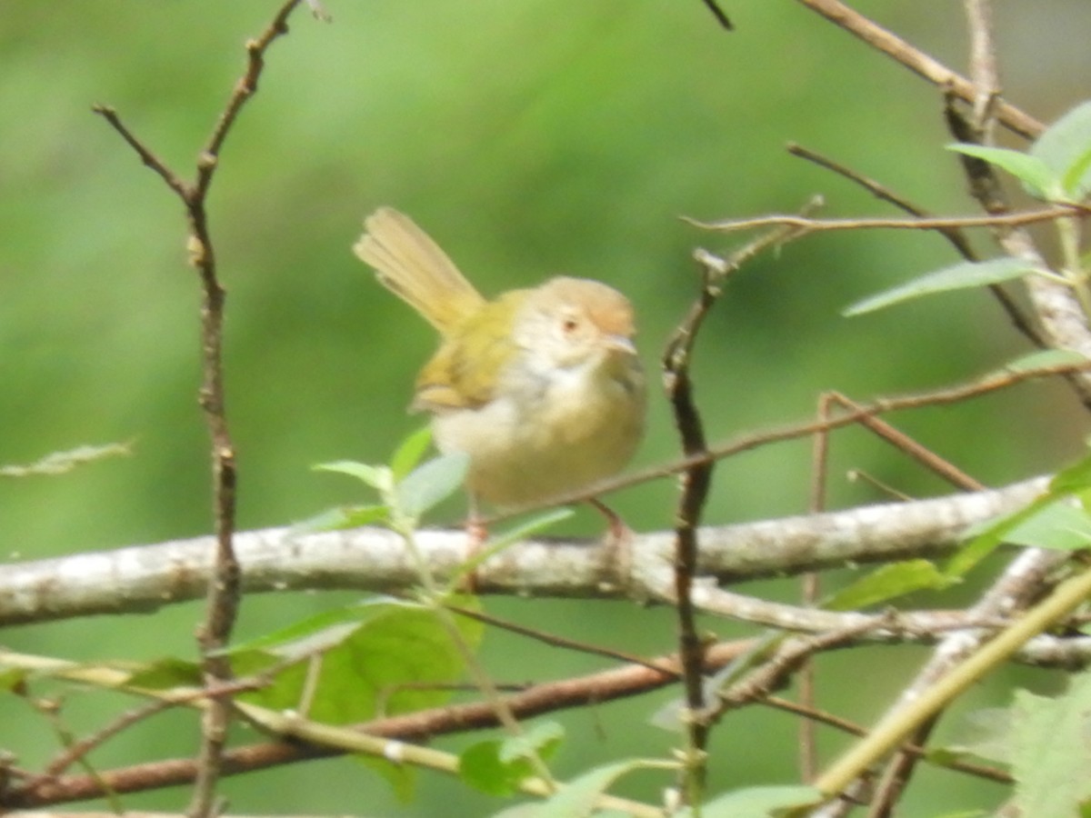 Common Tailorbird - ML647045632