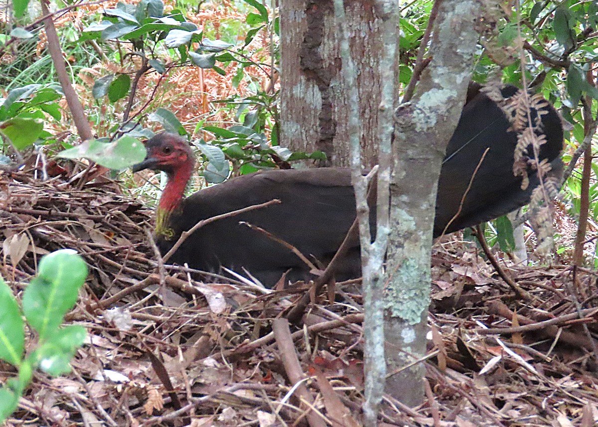 Australian Brushturkey - ML647045636