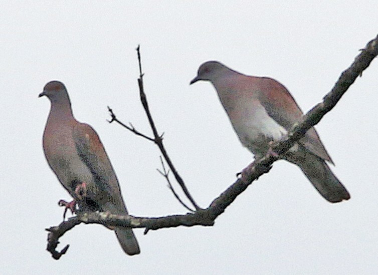 Pale-vented Pigeon - ML647045638