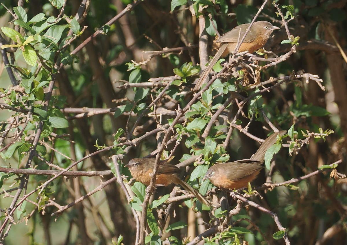 Rufous Chatterer - ML647045642