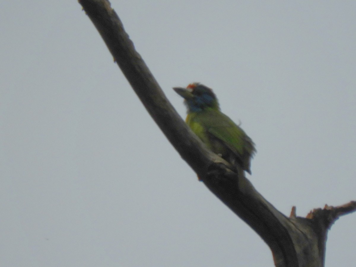 Blue-throated Barbet - ML647045643
