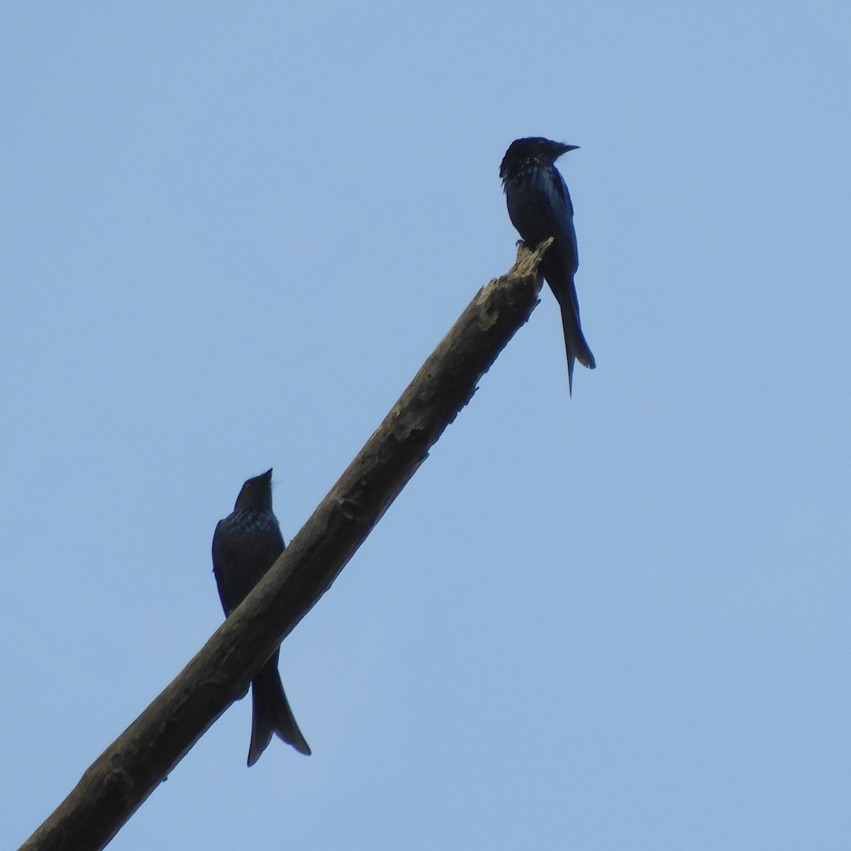 Bronzed Drongo - ML647045647