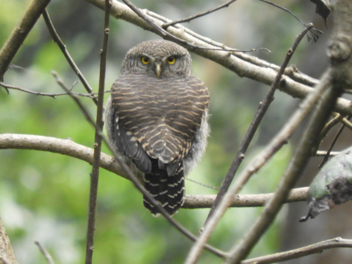 Asian Barred Owlet - ML647045648