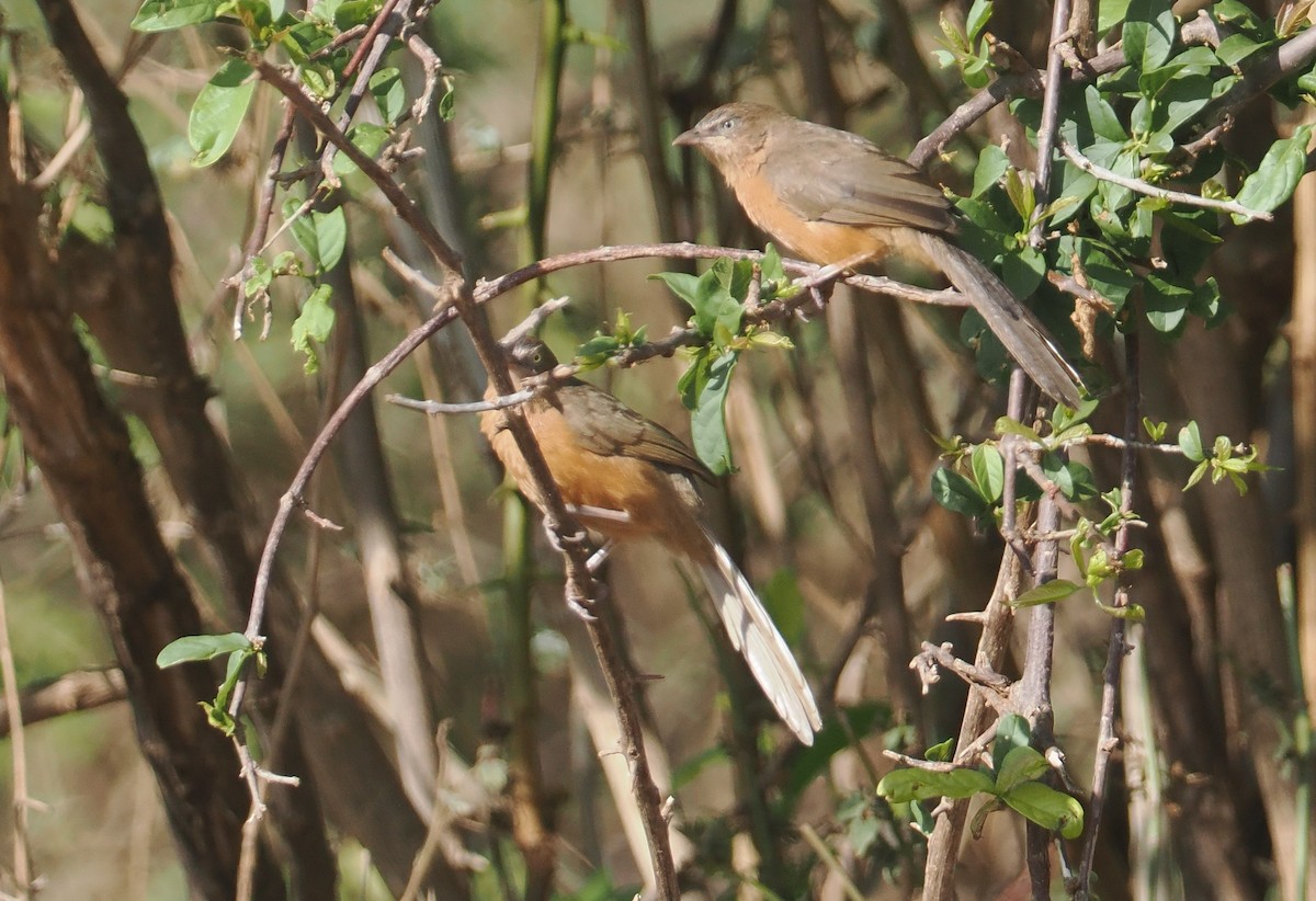 Rufous Chatterer - ML647045652