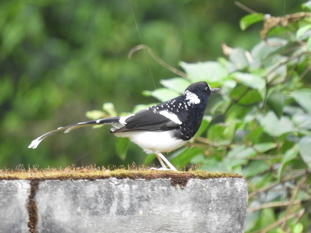 Spotted Forktail - ML647045657