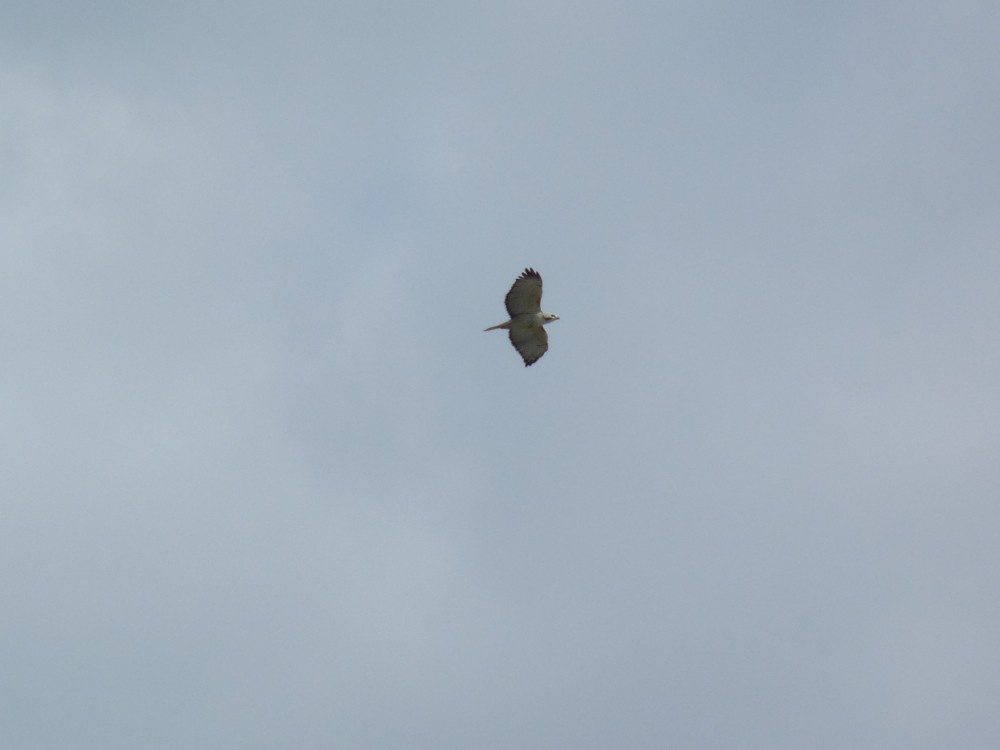 Red-tailed Hawk - ML647045663