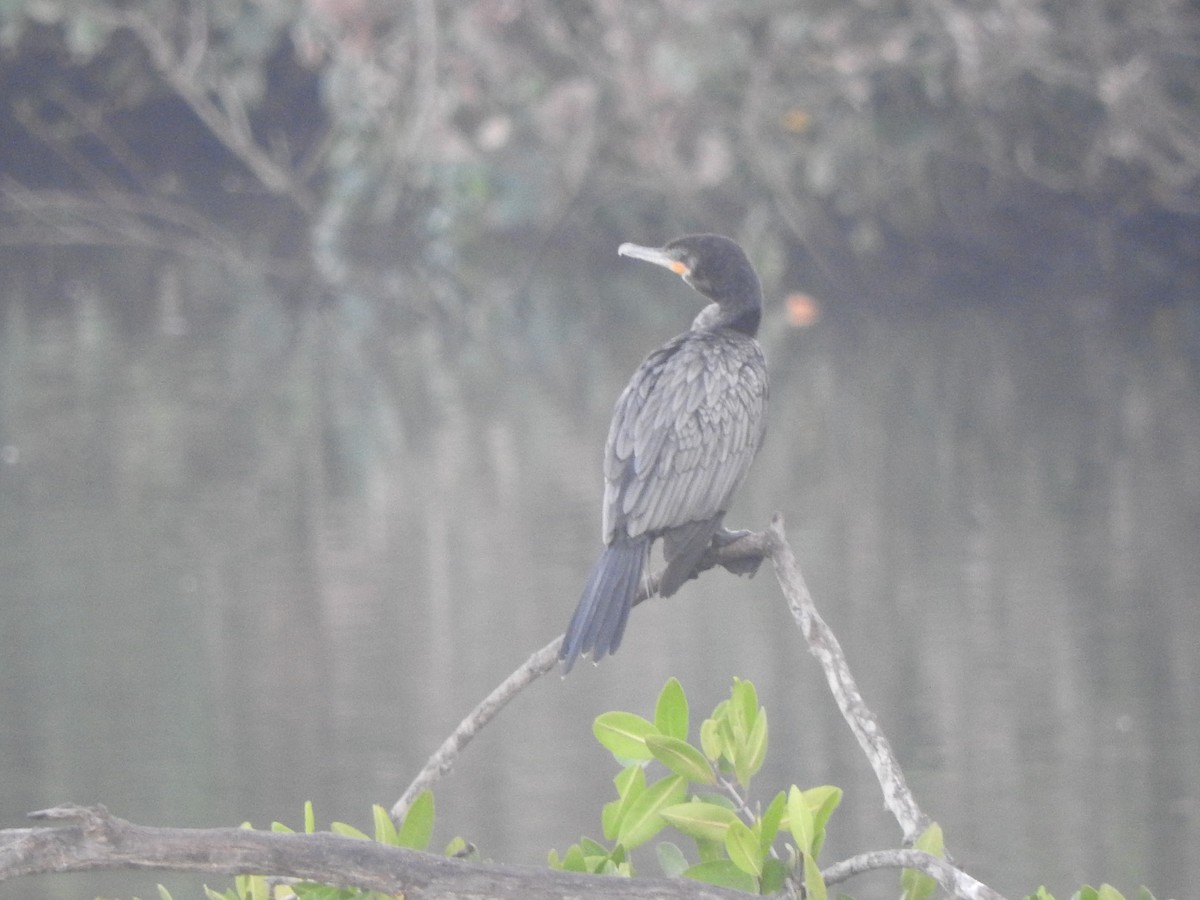 Neotropic Cormorant - ML647045666