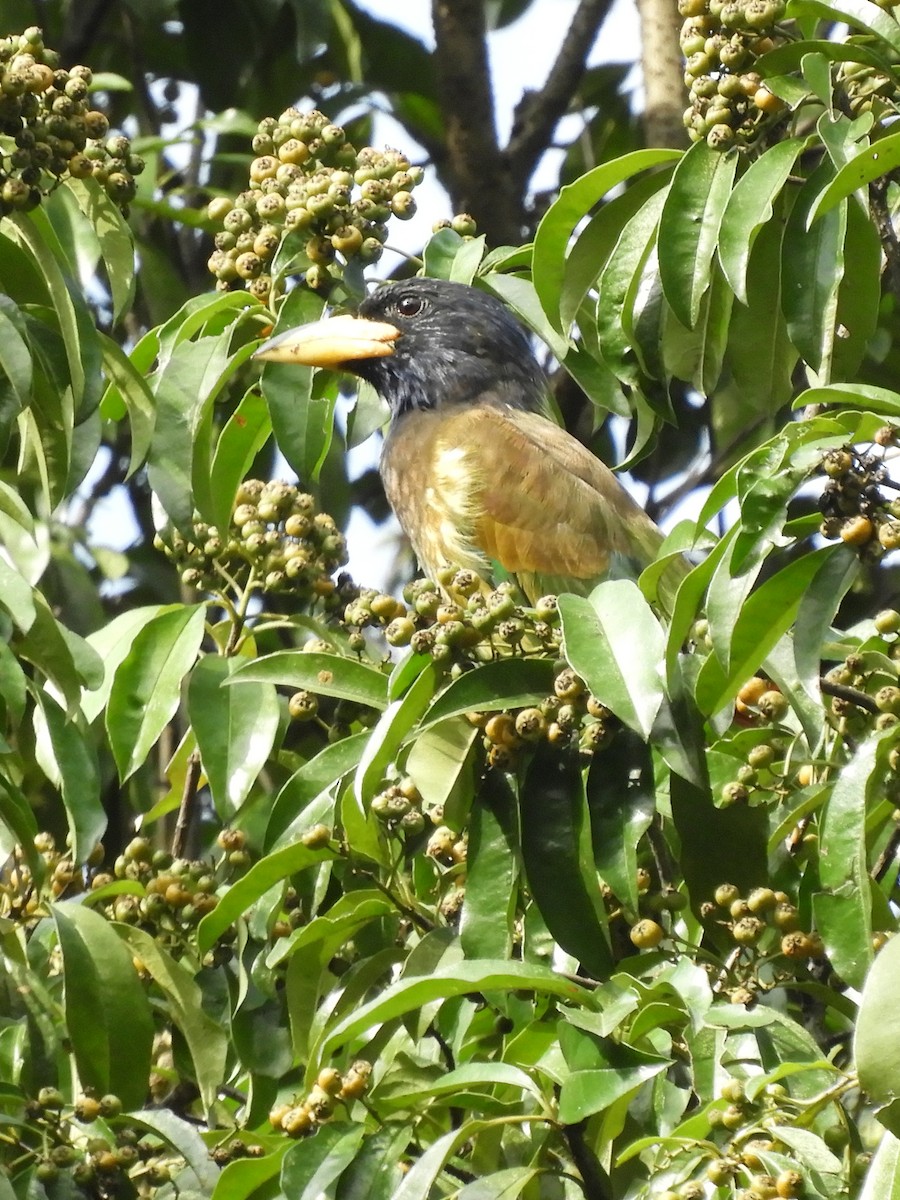barbet velký - ML647045667