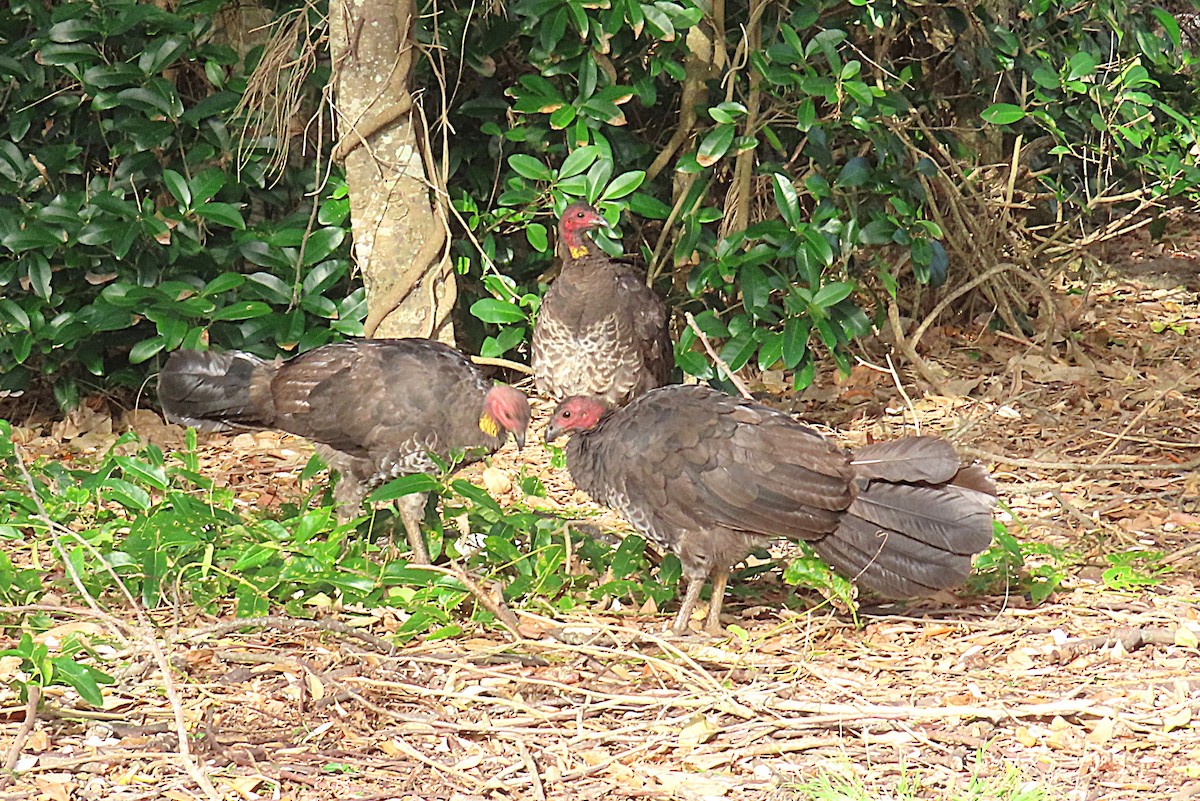 Australian Brushturkey - ML647045675
