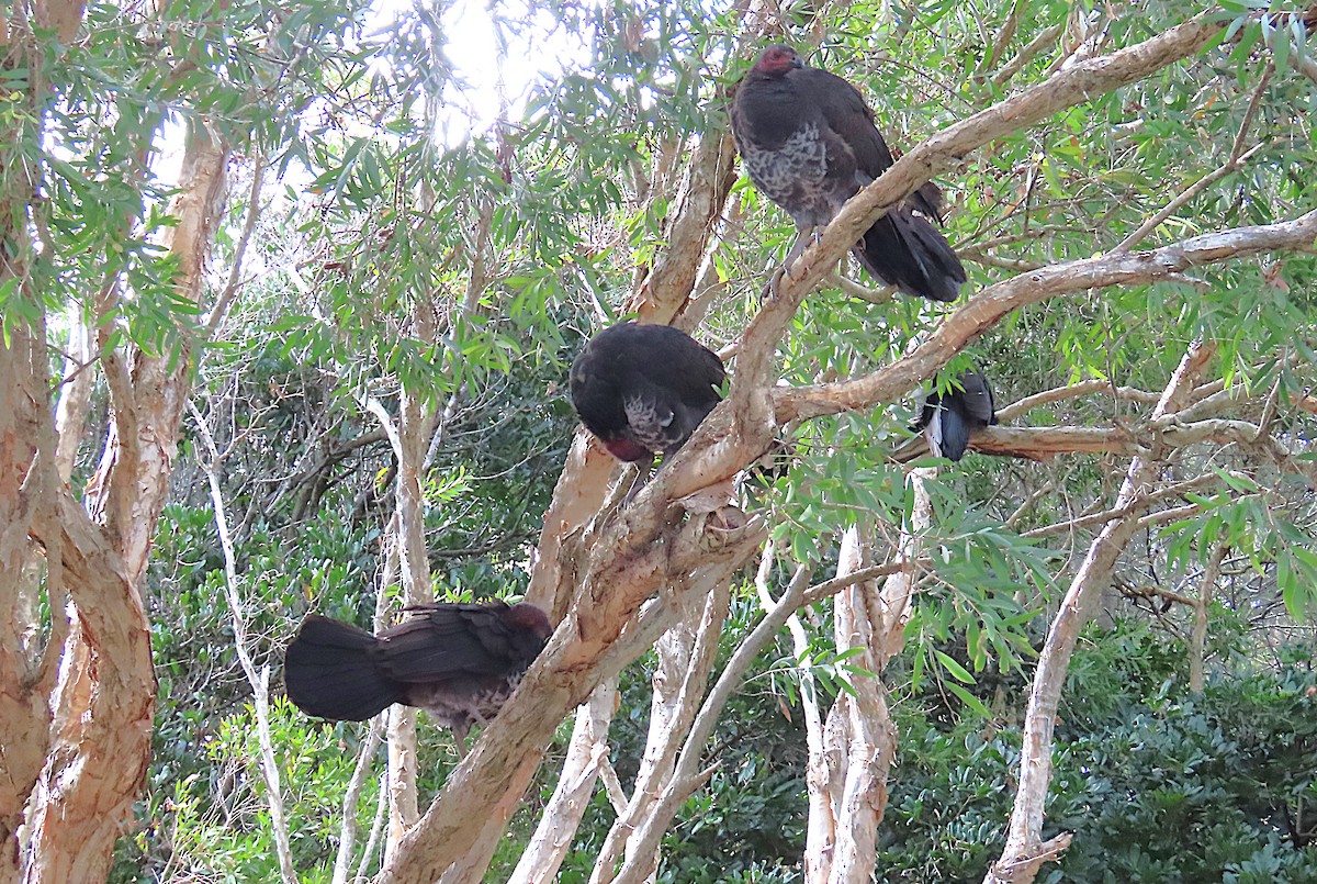 Australian Brushturkey - ML647045676