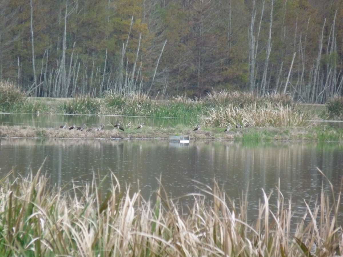 White Ibis - ML647045677