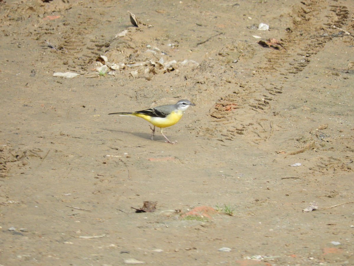 Gray Wagtail - ML647045680