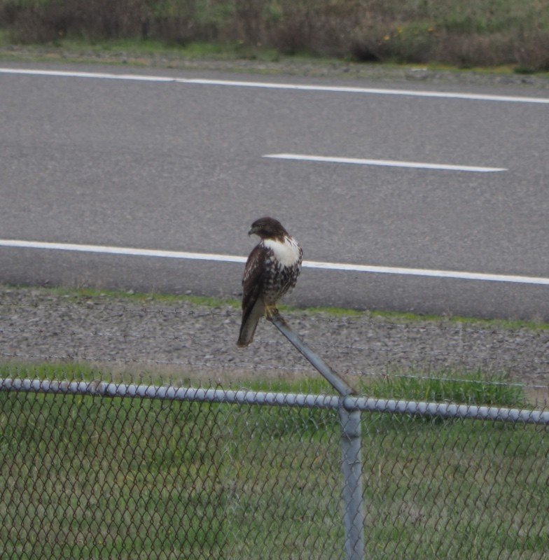 Red-tailed Hawk - ML647045681