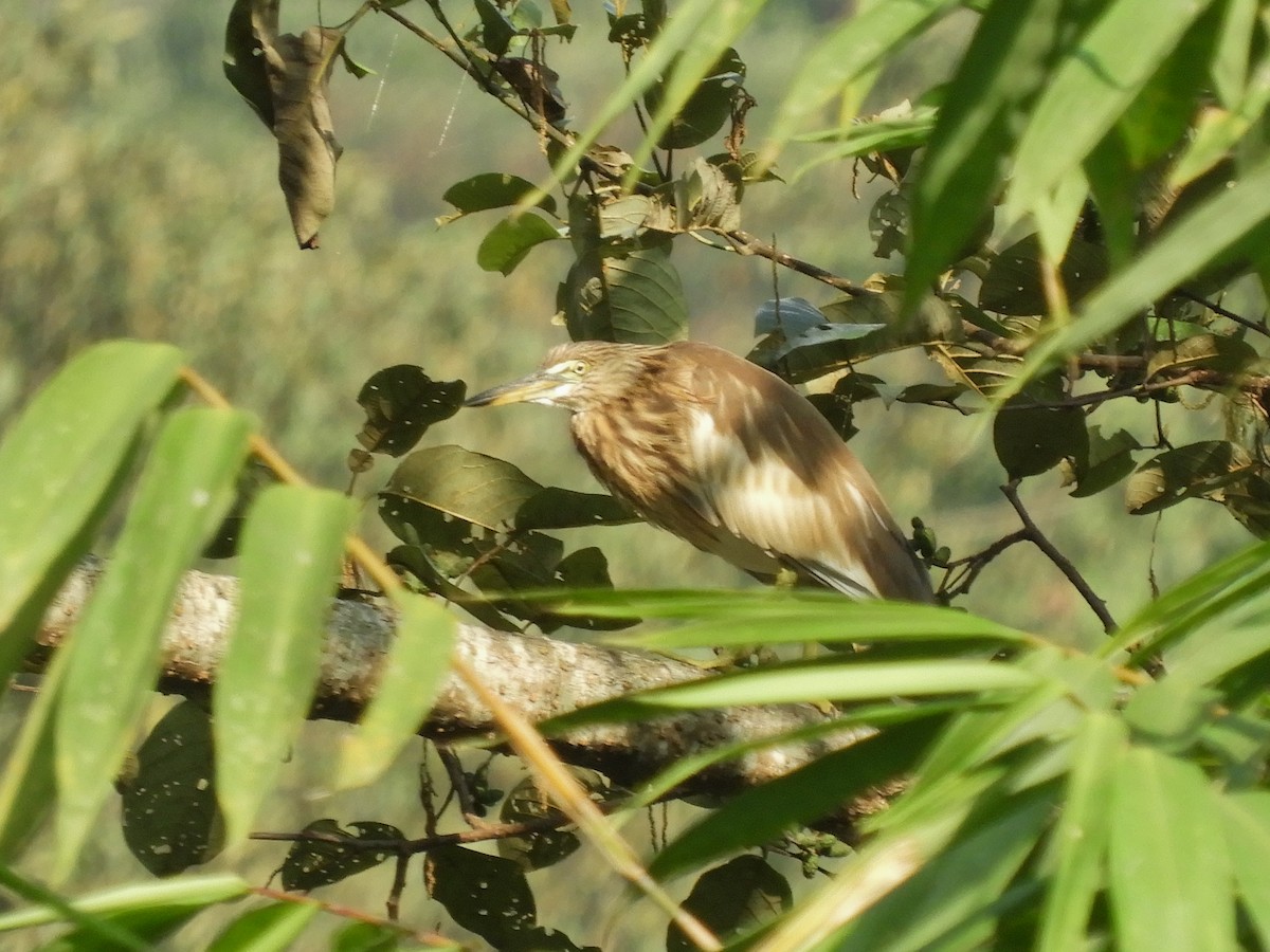Indian Pond-Heron - ML647045687