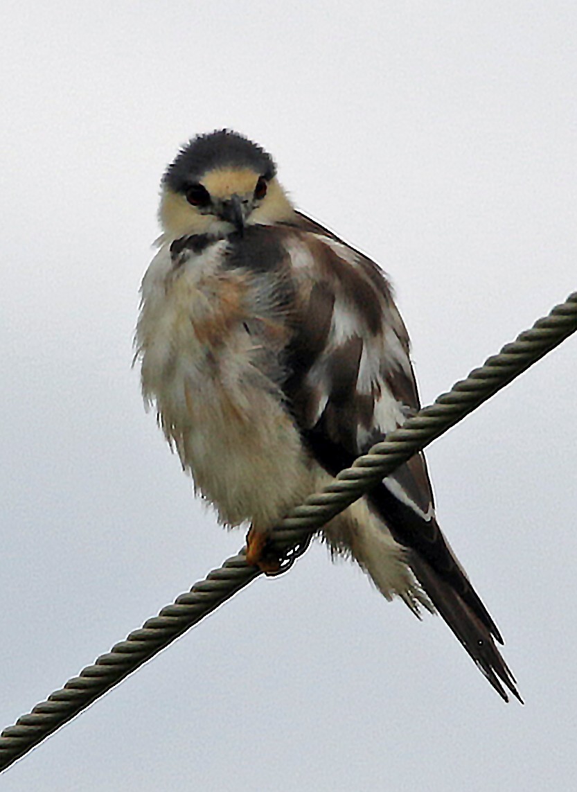 Pearl Kite - ML647045689