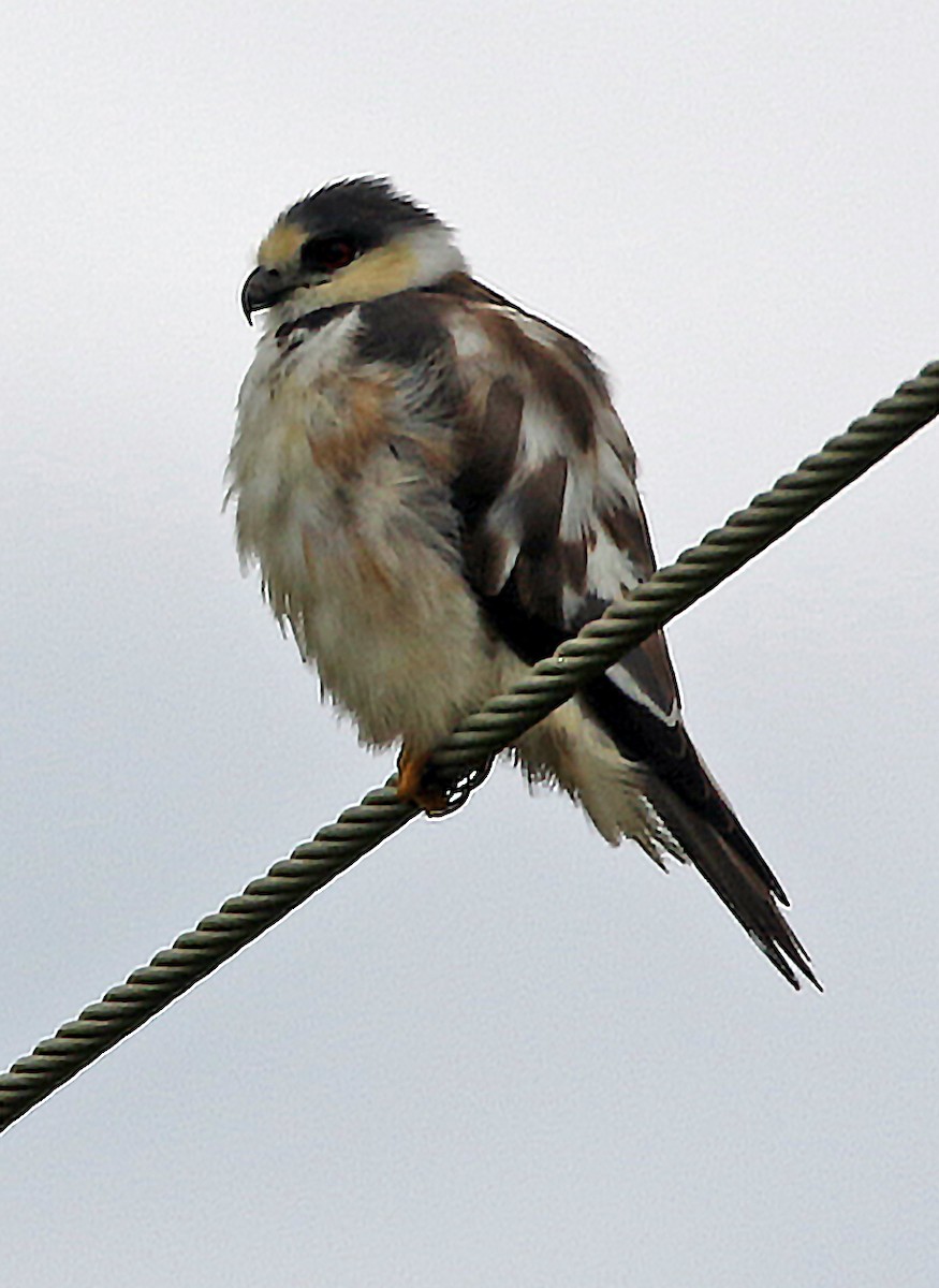 Pearl Kite - ML647045690