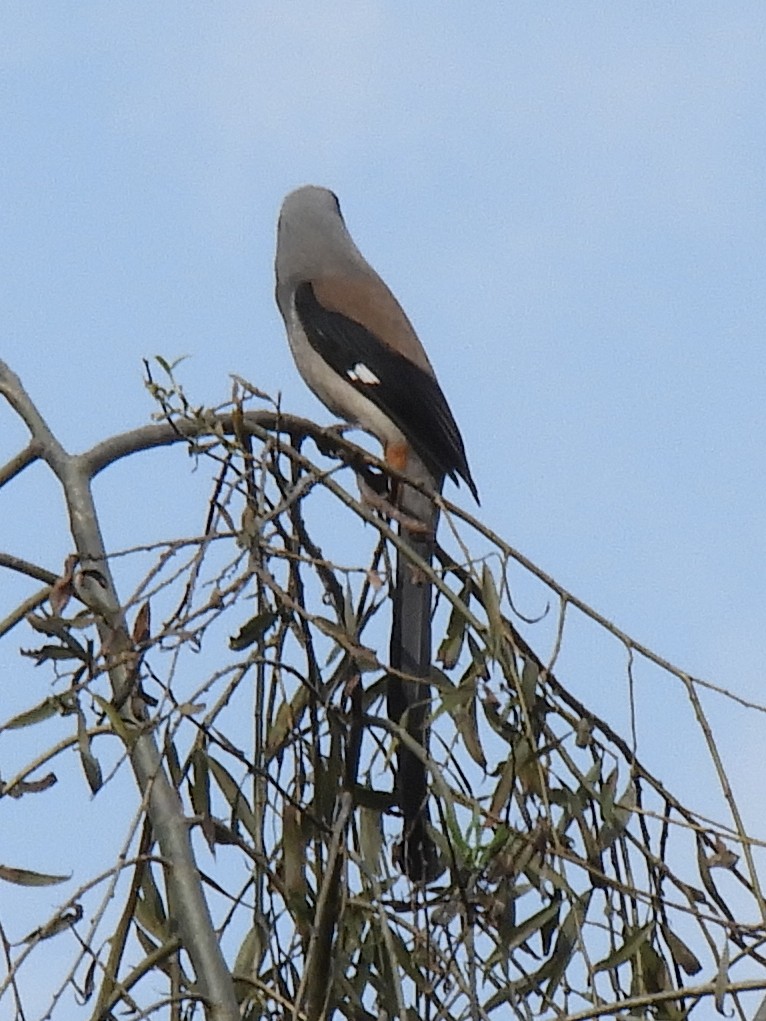 Gray Treepie - ML647045699