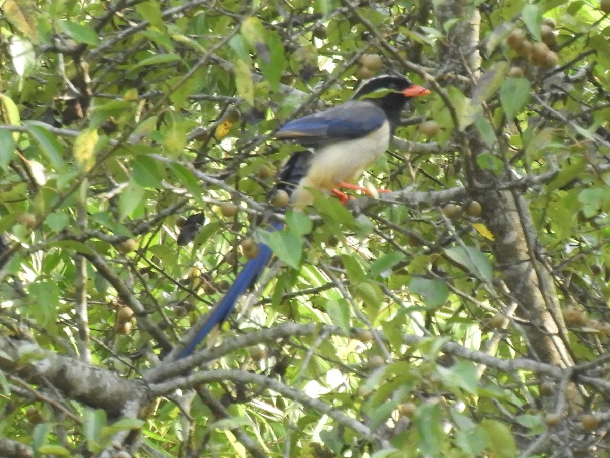 Red-billed Blue-Magpie - ML647045707